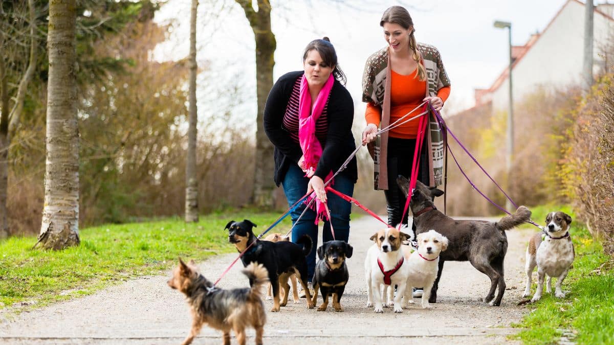 How to Make Money As A Pet Sitter (A Step By Step Guide)