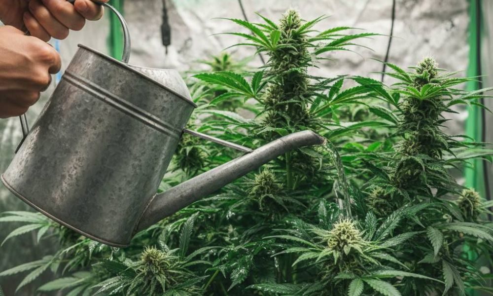 Cannabis rescheduling fuels talk of an insurance boom