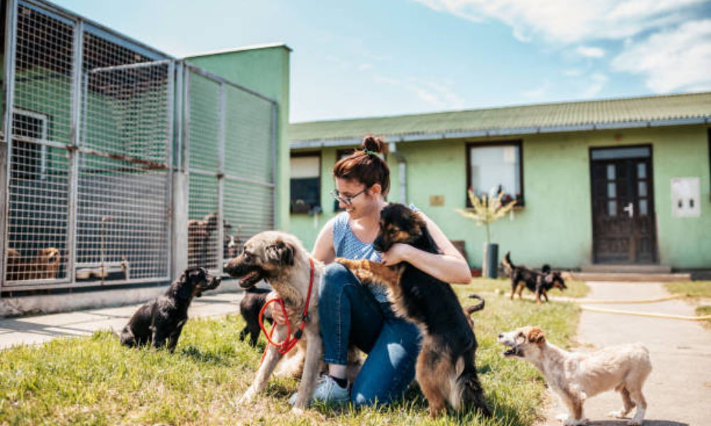 MetLife Pet Insurance partners with Petstablished to integrate coverage at adoption