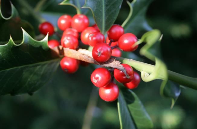 Christmas message from Mortgage Strategy – Mortgage Strategy